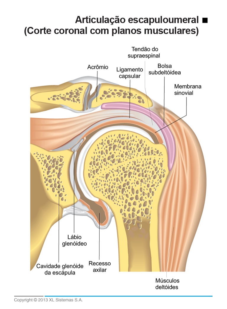 Anatomia Ombro